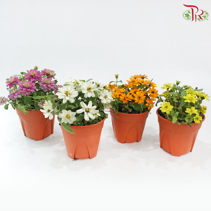 Zinnia Frg P150《百日菊》(Random Color)