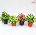 Syngonium J01 (Random Choose)《合果芋》