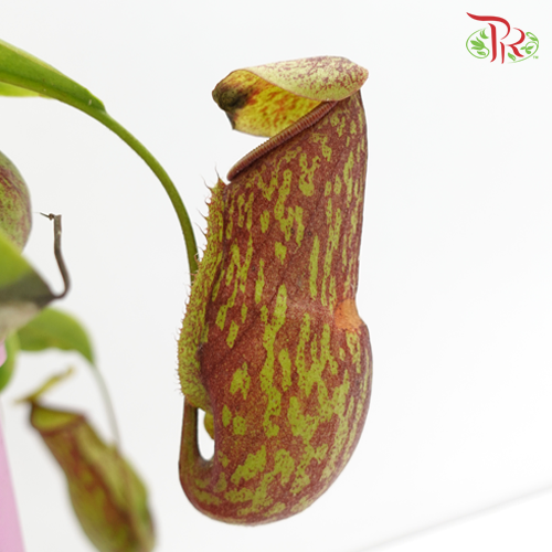 Nepenthes《猪笼草》 - Pudu Ria Florist