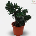 Podocarpus Chrysanthemum P12cm 菊花罗汉松 H08