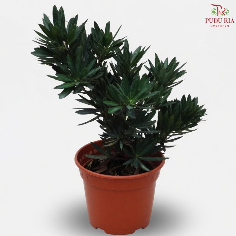 Podocarpus Chrysanthemum P12cm 菊花罗汉松 H08