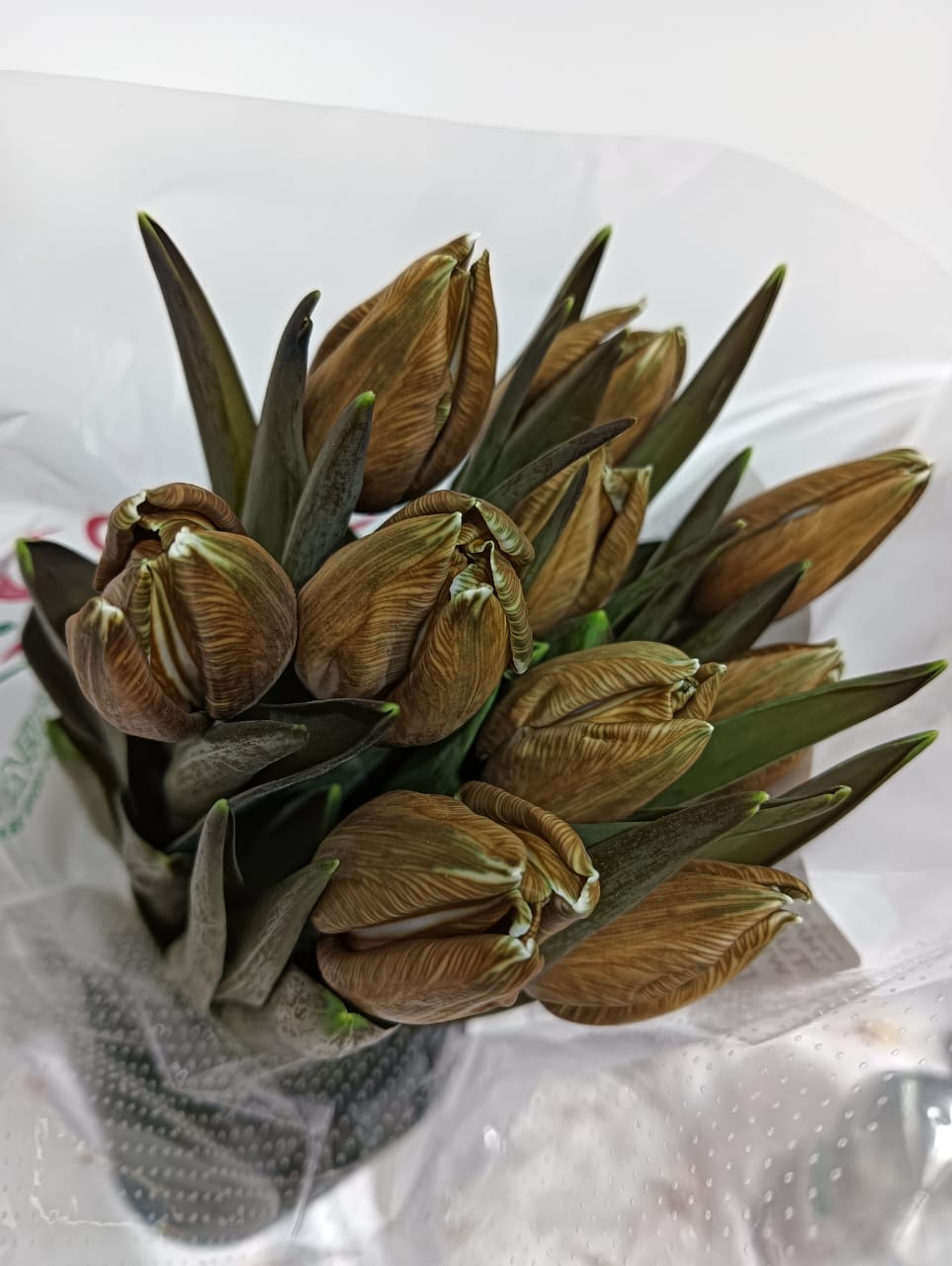 Tulip