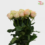 Rose - Gravity (10 Stems) - Pudu Ria Florist