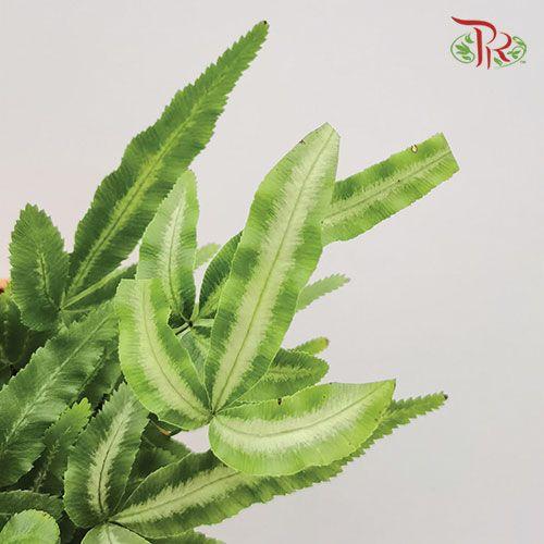 Pteris Cretica Albolineata《白玉凤尾蕨》 - Pudu Ria Florist
