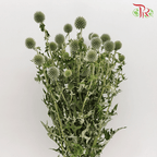 Echinops - (Per Bunch) - Pudu Ria Florist