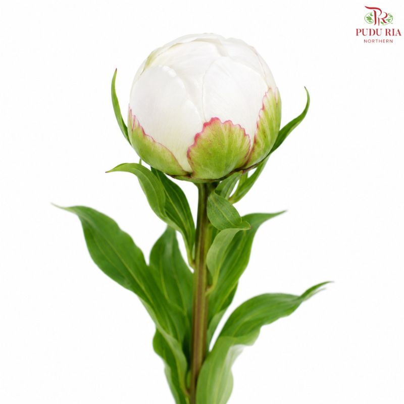 Peony 《牡丹》- Small / Medium Head