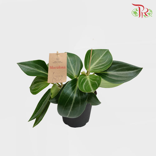 Peperomia Maculosa 《多斑椒草》 - Pudu Ria Florist