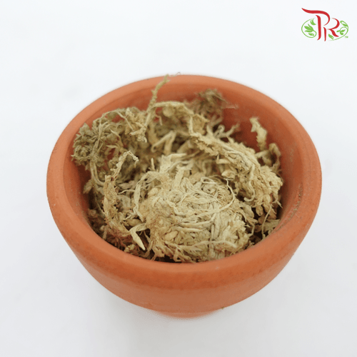 AAA Chilean Sphagnum Moss -3L 水苔-Pudu Ria Florist-prflorist.com.my