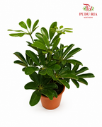 Schefflera 《鸭脚树》(H08)