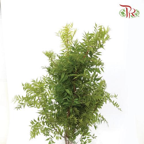 Abelmoschus - (3 Stems)-Green-Import-prflorist.com.my