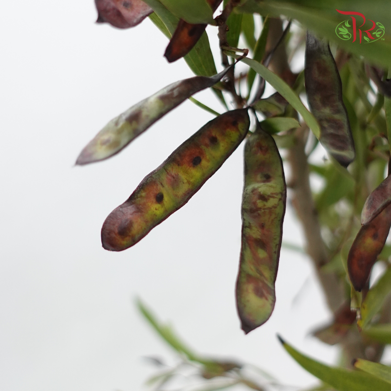 Acacia Bean - (Per Bunch)-China-prflorist.com.my