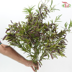 Acacia Bean - (Per Bunch)-China-prflorist.com.my