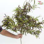 Acacia Bean - (Per Bunch)-China-prflorist.com.my