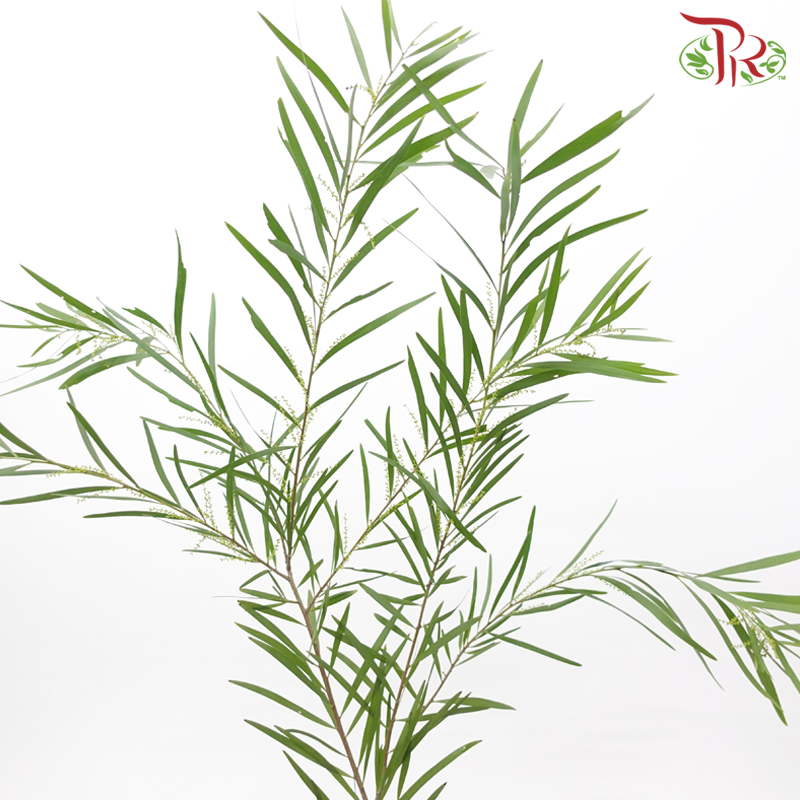 Acacia (Mimosa Leaf) - (Per Bunch)-China-prflorist.com.my
