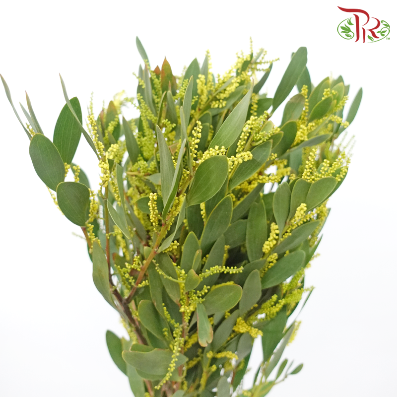 Acacia Rups - Yellow (10 Stems)-Yellow-Netherland-prflorist.com.my