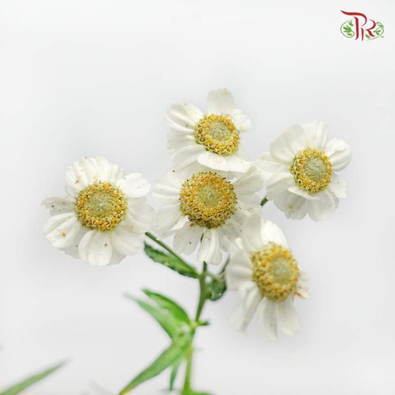 Achillea Pearl - White With Yellow Heart (10 Stems)-White With Yellow Heart-Netherland-prflorist.com.my