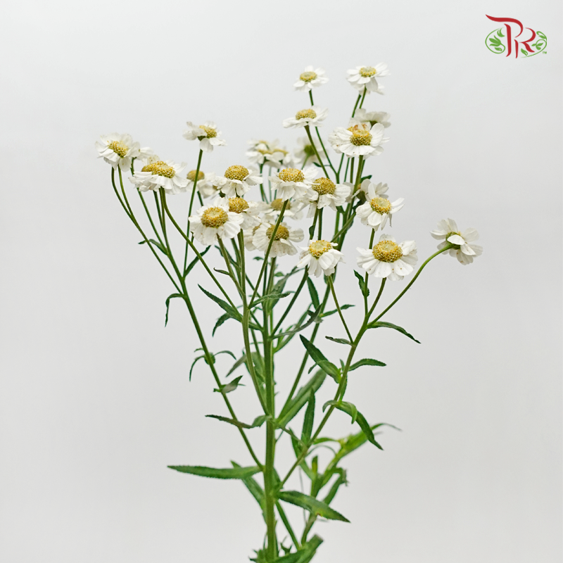 Achillea Pearl - White With Yellow Heart (10 Stems)-White With Yellow Heart-Netherland-prflorist.com.my