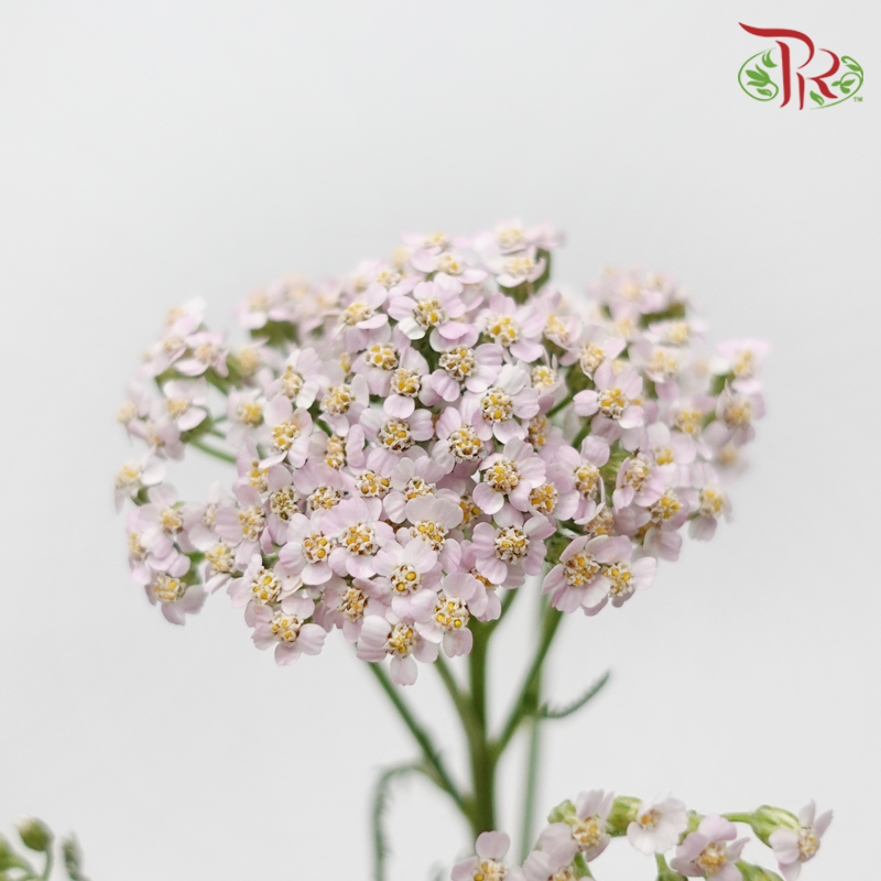 Achillea / Yarrow - Barely Pink (10 Stems)-Pink-Netherland-prflorist.com.my