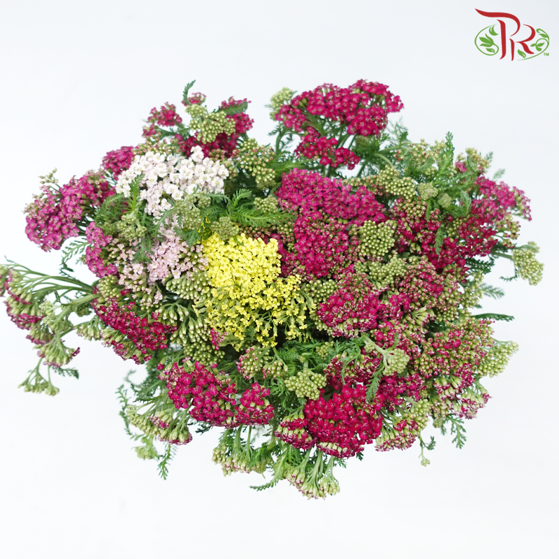 Achillea / Yarrow - Mix Colour Tone (Per Bunch)-Mix Colour Tone-China-prflorist.com.my