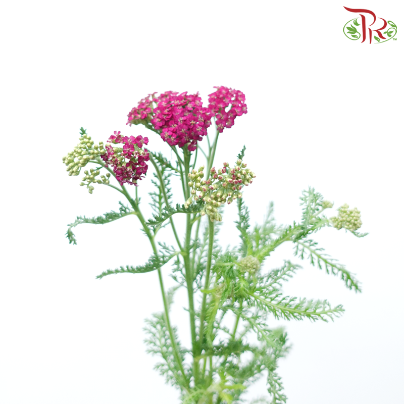 Achillea / Yarrow - Mix Colour Tone (Per Bunch)-Mix Colour Tone-China-prflorist.com.my