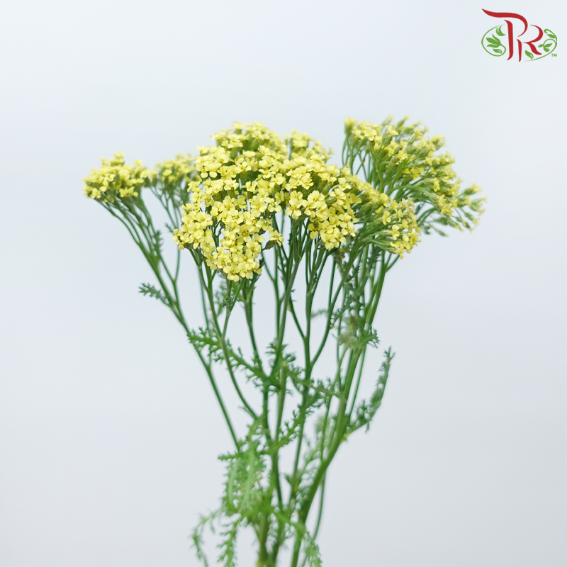 Achillea / Yarrow - Mix Colour Tone (Per Bunch)-Mix Colour Tone-China-prflorist.com.my