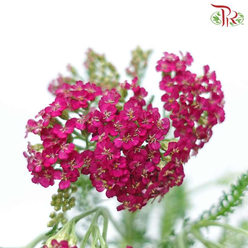 Achillea / Yarrow - Mix Colour Tone (Per Bunch)-Mix Colour Tone-China-prflorist.com.my
