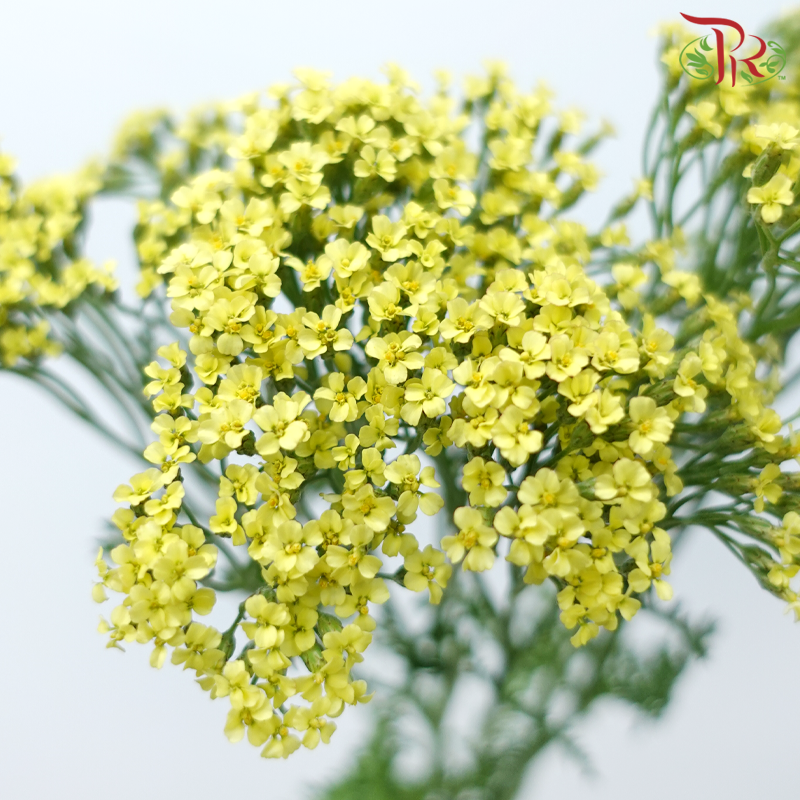 Achillea / Yarrow - Mix Colour Tone (Per Bunch)-Mix Colour Tone-China-prflorist.com.my