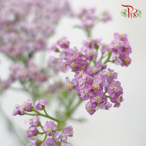 Achillea / Yarrow - Pink (Per Bunch)-Pink-China-prflorist.com.my