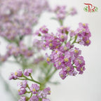 Achillea / Yarrow - Pink (Per Bunch)-Pink-China-prflorist.com.my