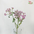 Achillea / Yarrow - Pink (Per Bunch)-Pink-China-prflorist.com.my