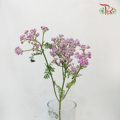 Achillea / Yarrow - Pink (Per Bunch)-Pink-China-prflorist.com.my