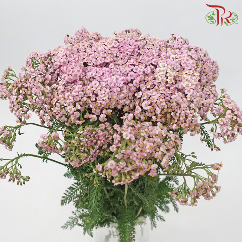 Achillea / Yarrow - Pink Shade (Per Bunch)-Pink-China-prflorist.com.my