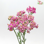 Achillea / Yarrow - Pink Shade (Per Bunch)-Pink Shade-China-prflorist.com.my