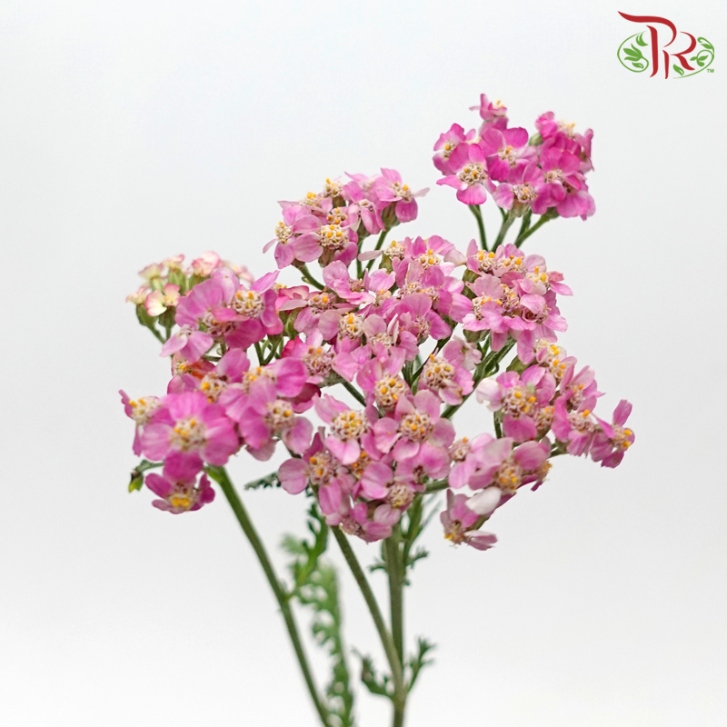 Achillea / Yarrow - Pink Shade (Per Bunch)-Pink Shade-China-prflorist.com.my