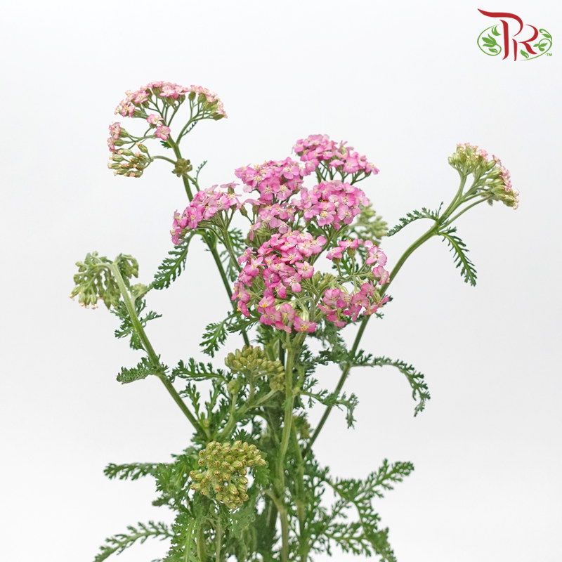 Achillea / Yarrow - Pink Shade (Per Bunch)-Pink Shade-China-prflorist.com.my
