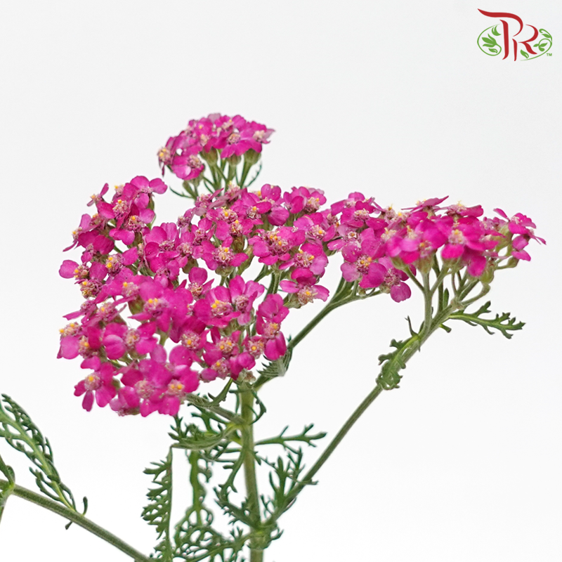 Achillea / Yarrow - Pink Shade (Per Bunch)-Pink Shade-China-prflorist.com.my