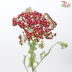 Achillea / Yarrow - Sangria Red (5 Stems)-Sangria Red-Netherland-prflorist.com.my