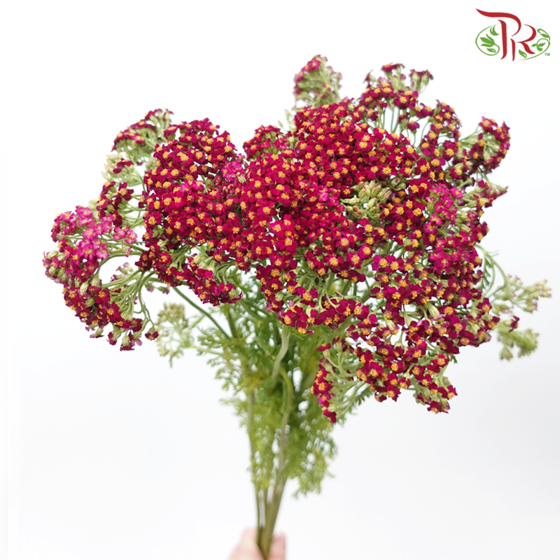 Achillea / Yarrow