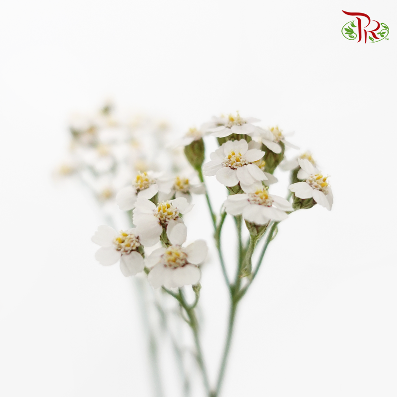 Achillea / Yarrow - White (Per Bunch)-White-China-prflorist.com.my