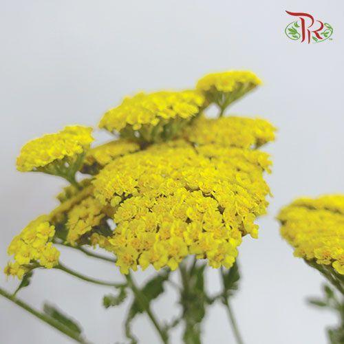 Achillea / Yarrow - Yellow (10 Stems)-Yellow-Netherland-prflorist.com.my