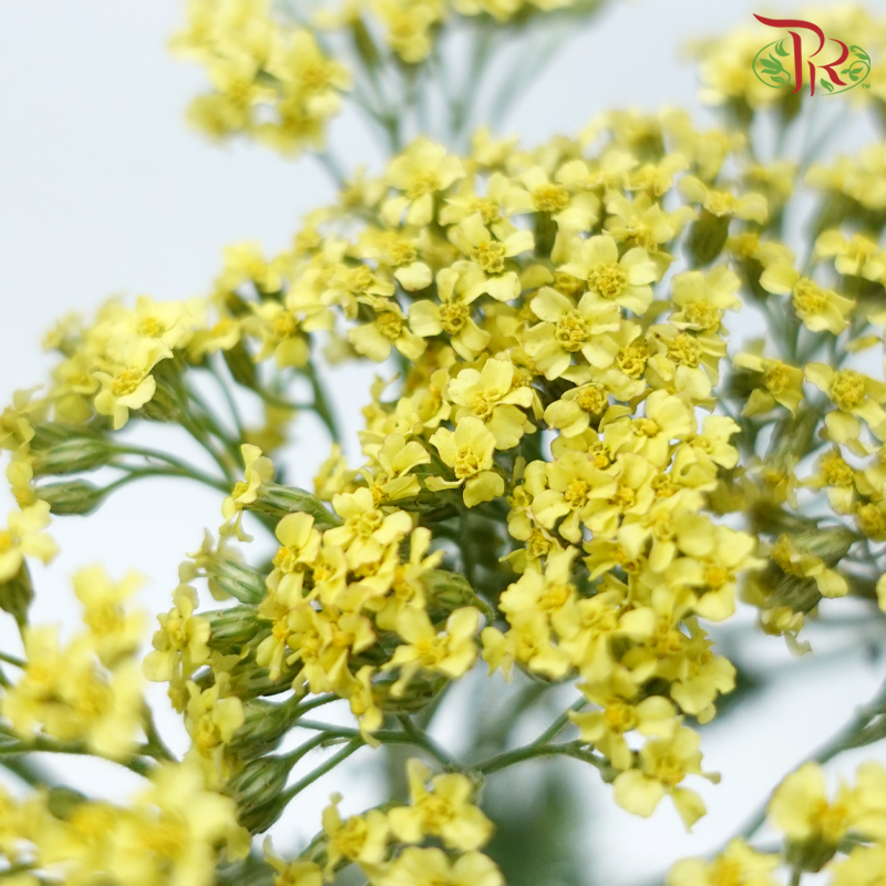 Achillea / Yarrow - Yellow (Per Bunch)-Yellow-China-prflorist.com.my