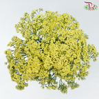 Achillea / Yarrow - Yellow (Per Bunch)-Yellow-China-prflorist.com.my