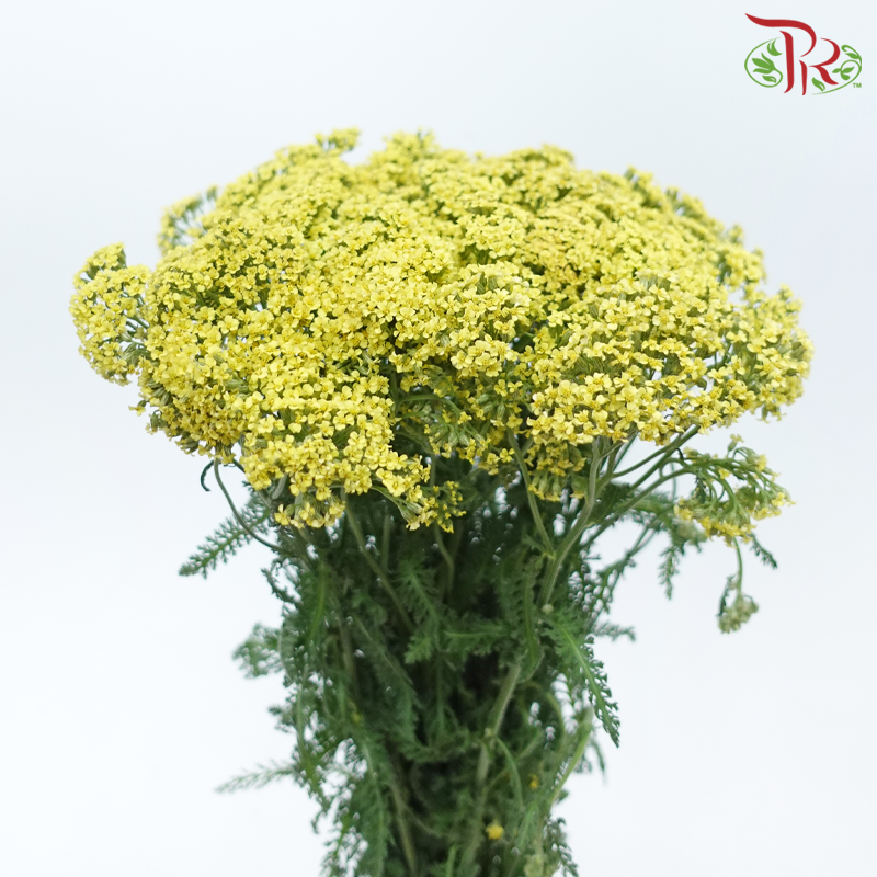 Achillea / Yarrow - Yellow (Per Bunch)-Yellow-China-prflorist.com.my