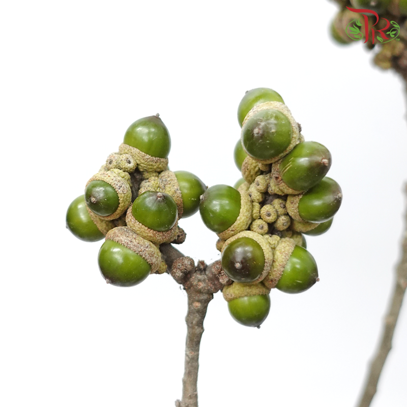 Acorn - (Per Bunch)-China-prflorist.com.my