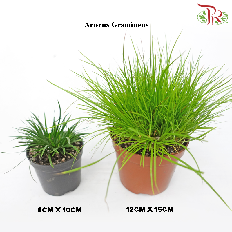 Acorus Gramineus《菖蒲》-Pudu Ria Florist-prflorist.com.my