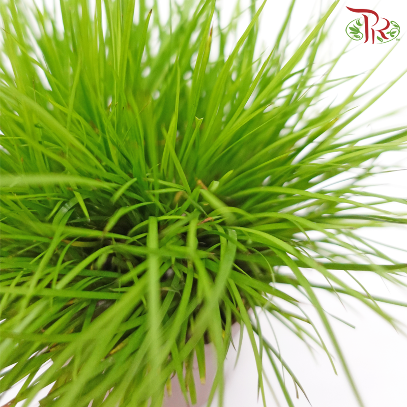 Acorus Gramineus《菖蒲》-Pudu Ria Florist-prflorist.com.my