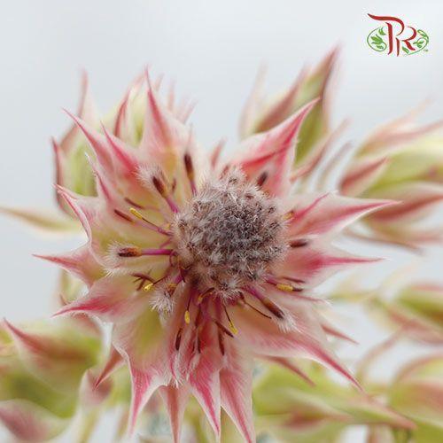 Blushing Bride - (5 Stems) - Pudu Ria Florist