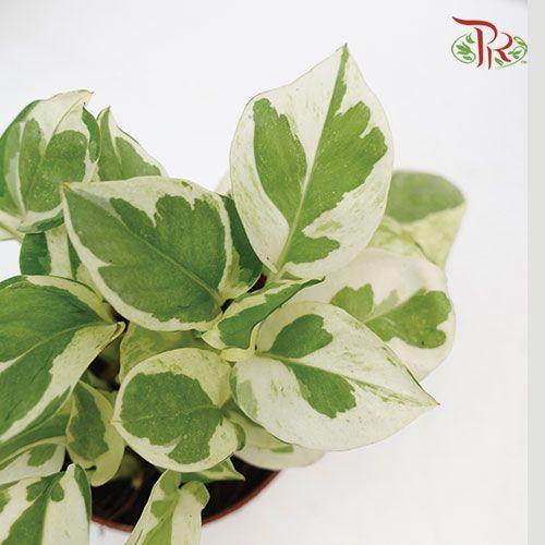Epipremnum N’joy  《喜悅黃金葛》 - Pudu Ria Florist