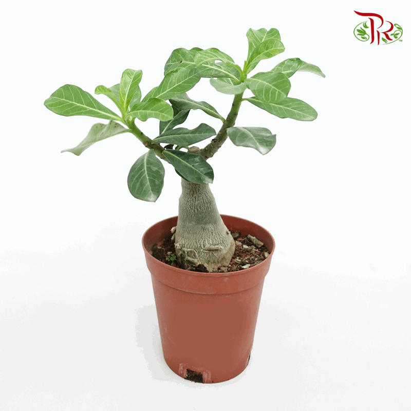 Adenium 《富贵花》- Pink/Red Flower-Pudu Ria Florist-prflorist.com.my