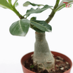 Adenium 《富贵花》- Pink/Red Flower-Pudu Ria Florist-prflorist.com.my